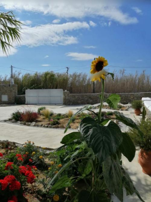 Desire Mykonos Apartments Mykonos Town Esterno foto